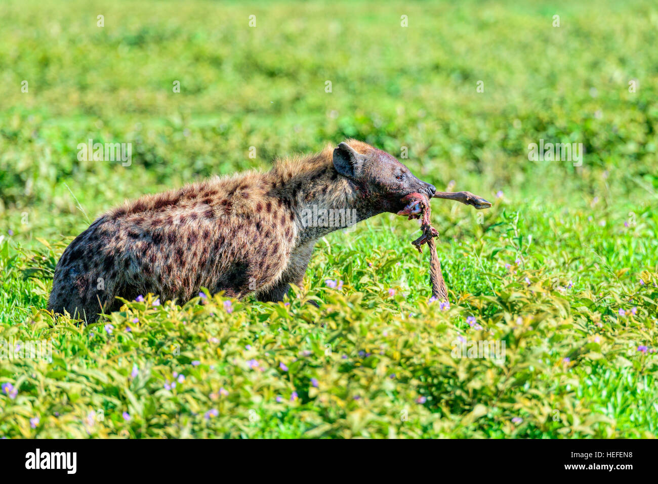 Eine wilde gefleckte Hyänen (Crocuta Crocuta) auch genannt die lachende Hyäne mit der Extremität von einem Gnus im Maul. Stockfoto