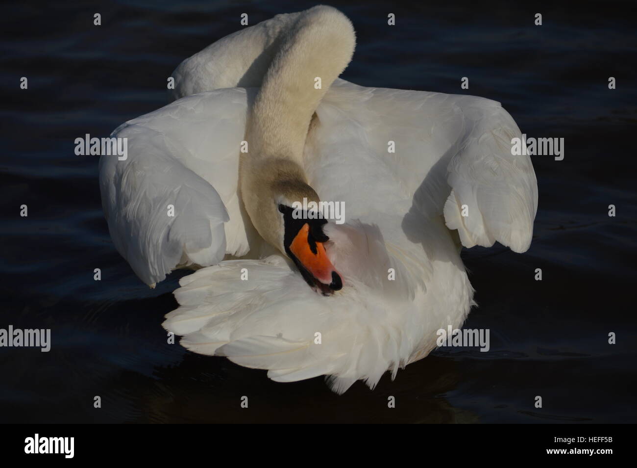 Ein Schwan putzen sich in Richmond Park, London Stockfoto