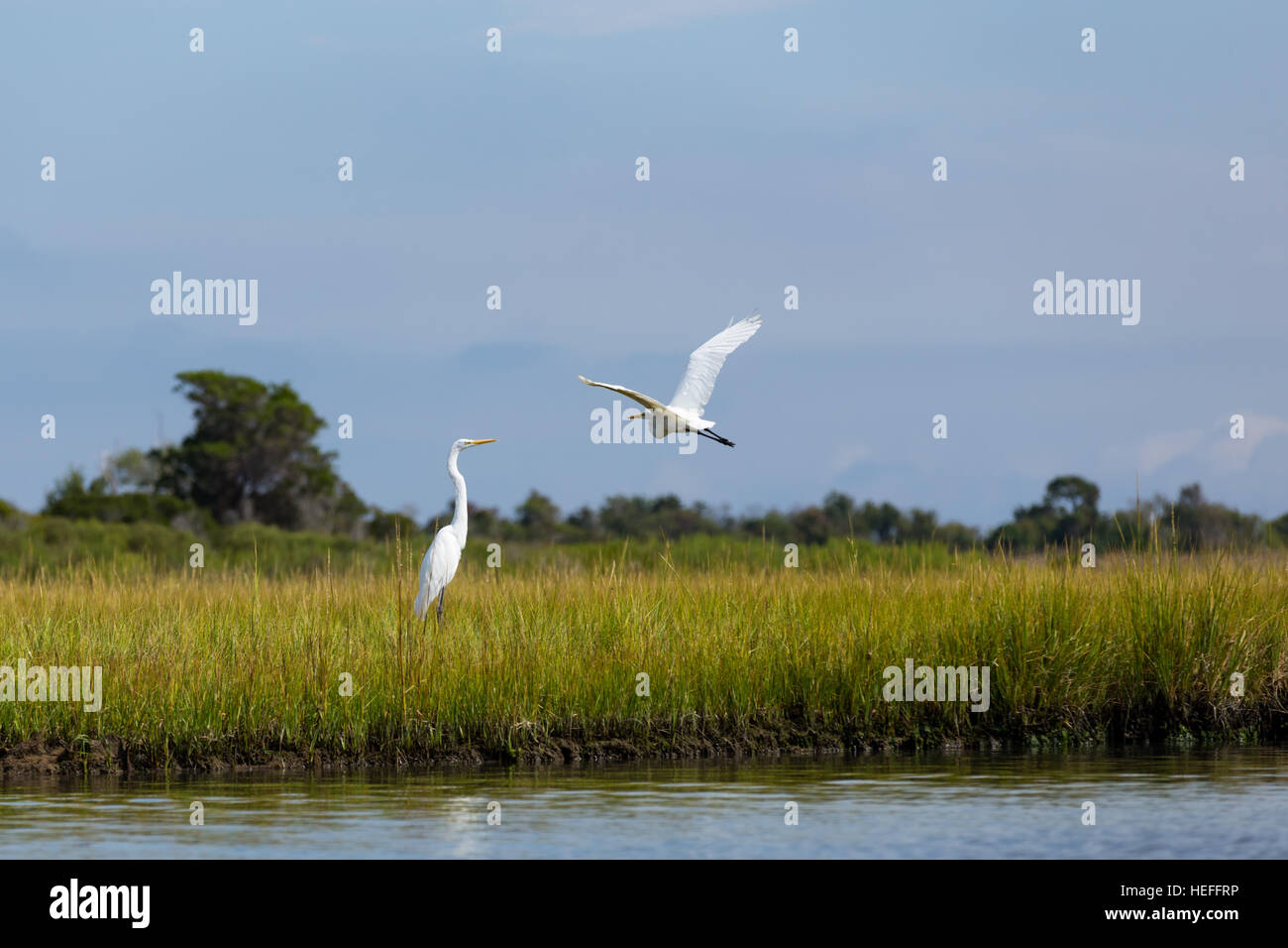 Silberreiher (große weiße Reiher) in den Rasen in Feuchtgebiete von Maryland Stockfoto