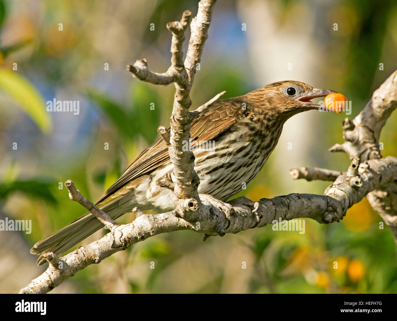 Attraktive weibliche australische Figbird Sphecotheres Vieilloti auf Zweig der Feigenbaum mit Orangenfrucht im Gesetzentwurf vor Hintergrund der hellen grünen Laub Stockfoto