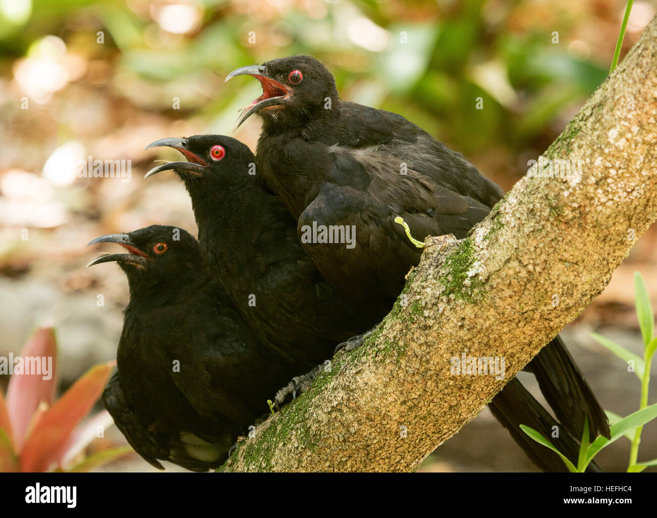 Drei australische weiß-winged Nebelkrähen Corcorax Melanorhamphos auf bemoosten Ast mit lebhaft rote Augen, alert Ausdrücke und Rechnungen breite öffnen an heißen Tag Stockfoto