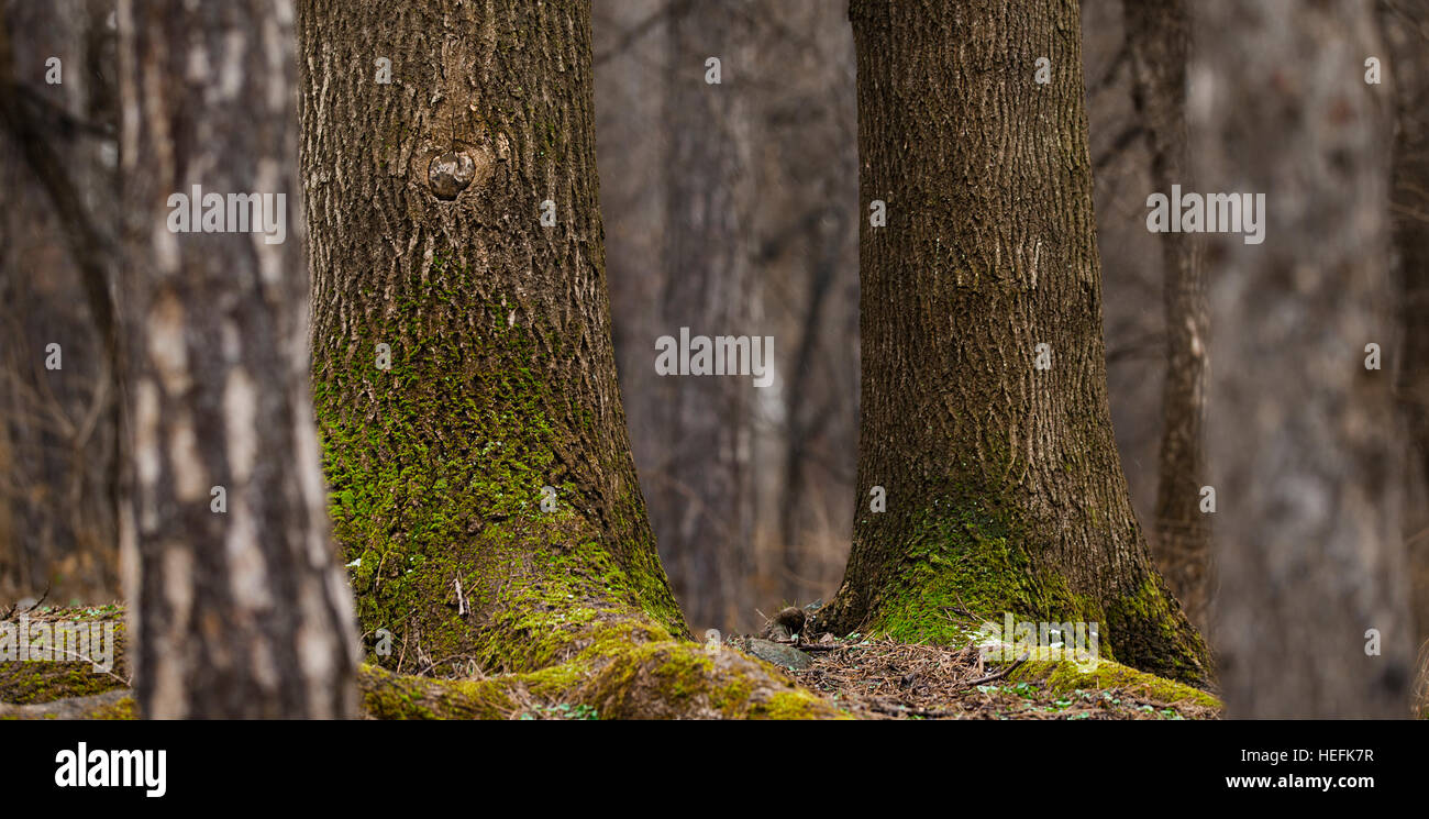 Hintergrund der schönen Nadelbäume mit Moos im Wald. Stockfoto