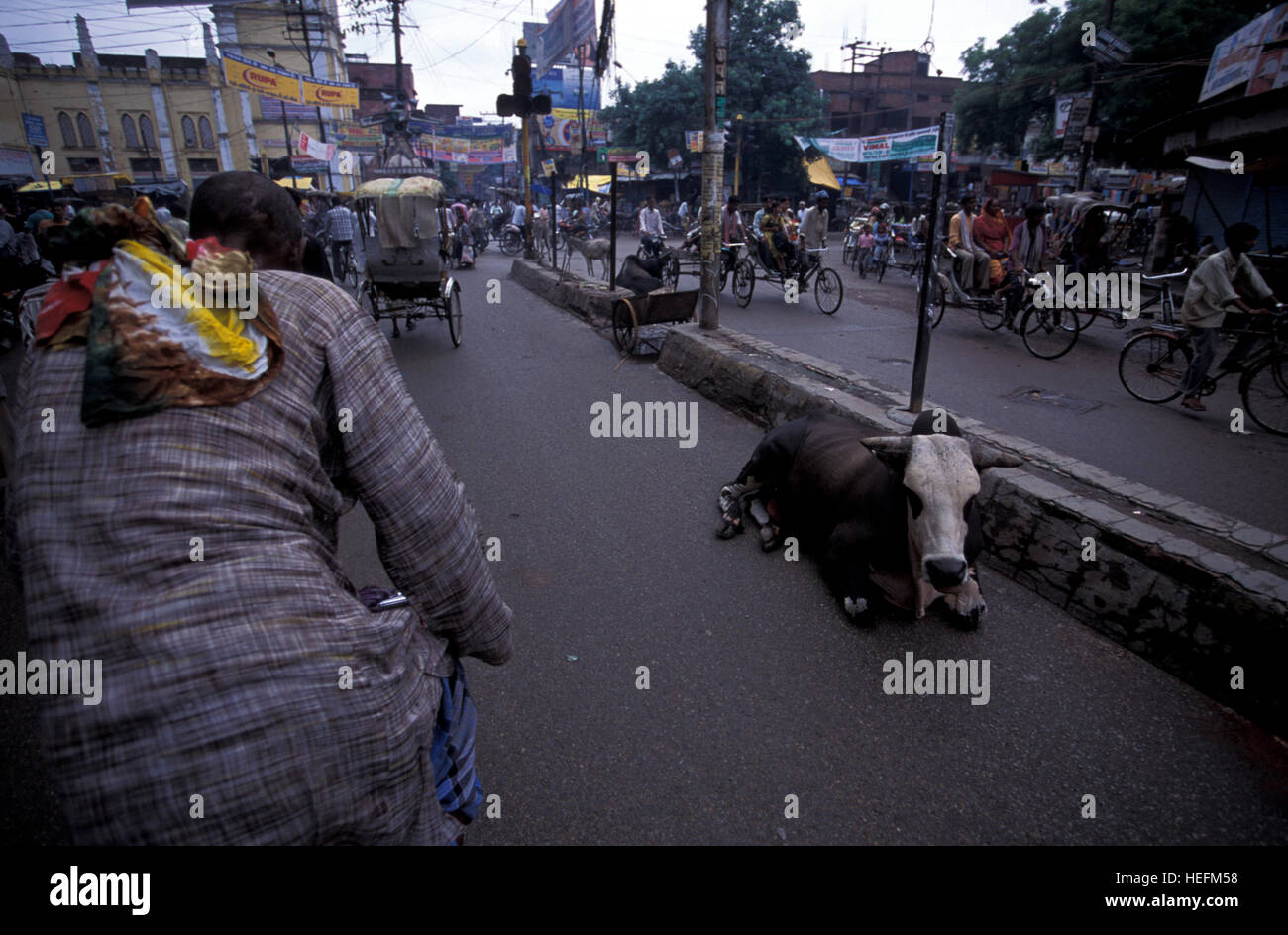 Fahrradrikscha in einer Allee mit einer Kuh liegend in der Mitte, Varanasi, Uttar Pradesh, Indien Stockfoto