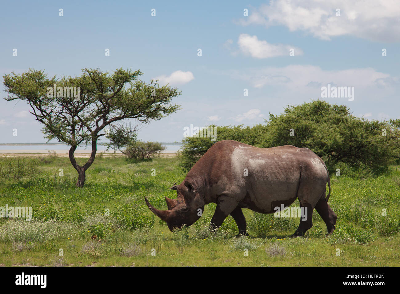 Nashorn Spaziergänge, Essen und an einem sonnigen Tag in den Büschen des Etosha Parks grasen. Namibia, Südafrika. Stockfoto