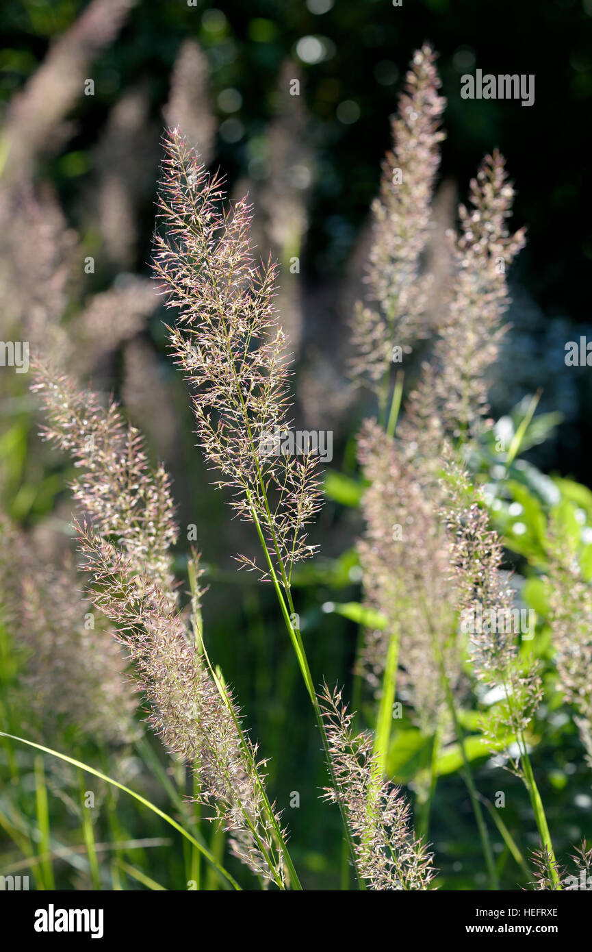 Calamagrostis brachytricha Stockfoto