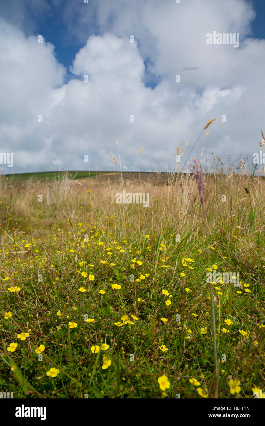 Bartinney; Cornwall Wildlife Trust Naturschutzgebiet; Blutwurz in Blüte; Cornwall; UK Stockfoto