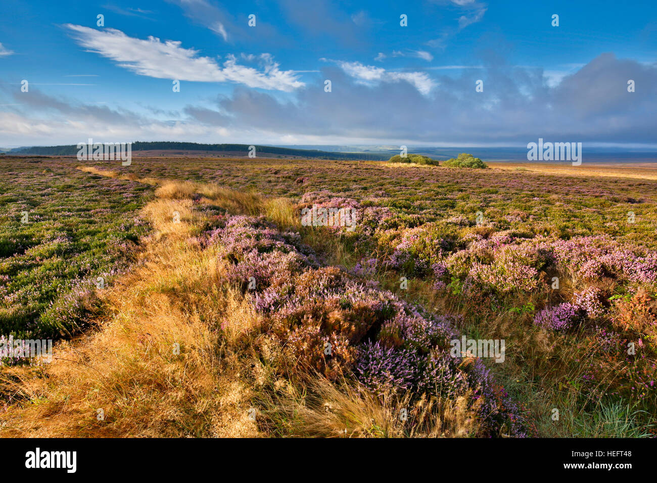 Braue Moor; Hawk und Eule Trail North Yorkshire Moors Nationalpark; UK Stockfoto