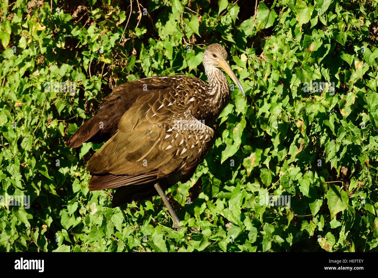 Die limpkin Vogel, auch genannt Carrao, courlan und weinend Vogel ruht in den Büschen auf einem Trail in Kopfsalat Lake State Park in der Nähe von Tampa Bay Florida. Stockfoto