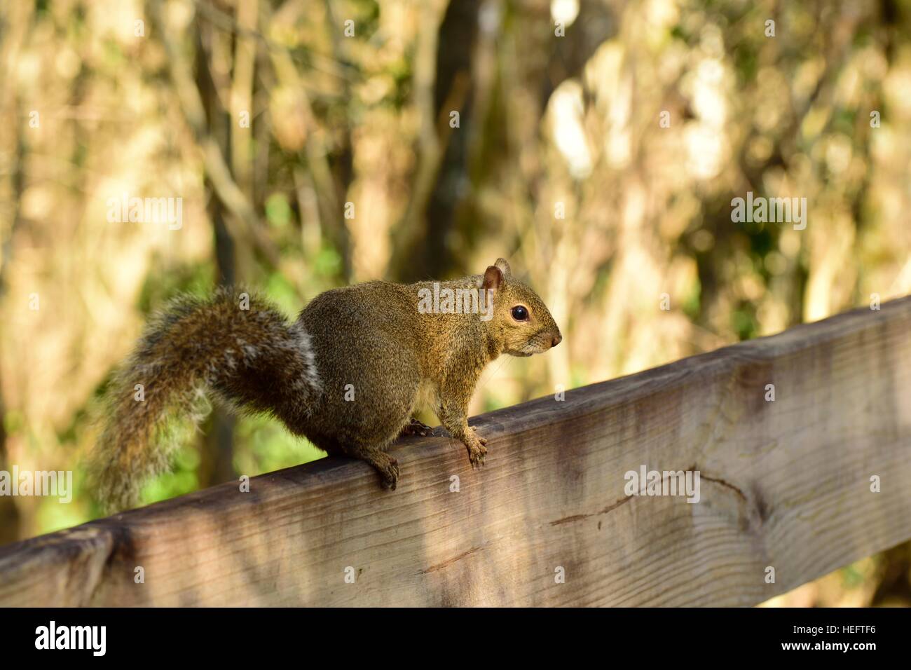 Eastern Gray Eichhörnchen, auch bekannt als Sciurus carolinensis, ruht auf einer Parkbank in der Sonne Floridas. Stockfoto