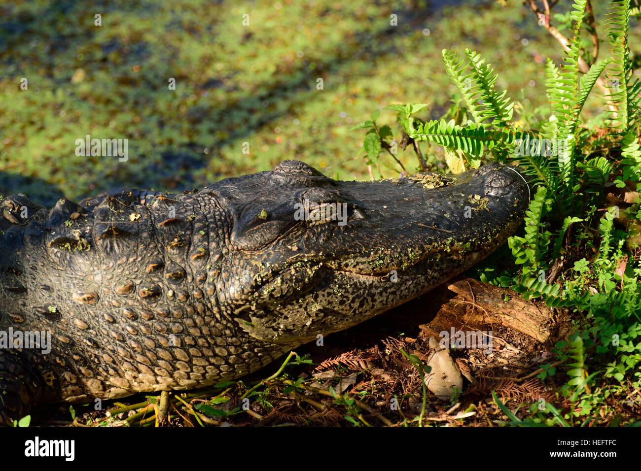 Horizontales Profil eines amerikanischen Alligators, auch bekannt als Alligator Mississippinesis, der in der Sonne im Salatsee Park nahe Tampa Bay, Florida, ruht. Stockfoto