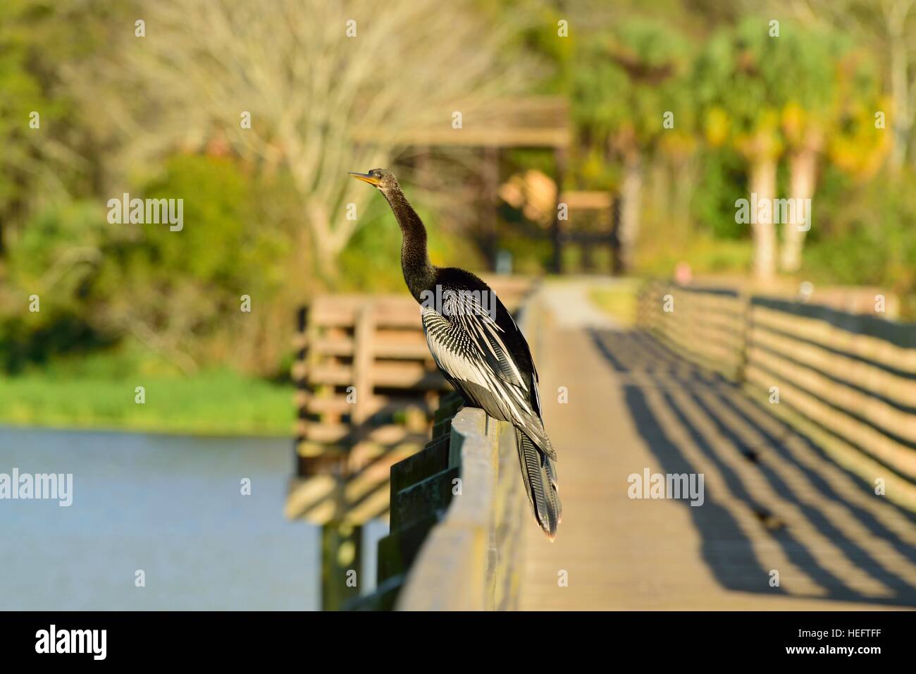 Anhinga Vogel auch als Wasser Türkei, Schlange, Vogel und Teufel Vogel auf der Promenade zu einem State Park in der Nähe von Tampa Bay, Florida am Golf von Mexiko bekannt. Stockfoto
