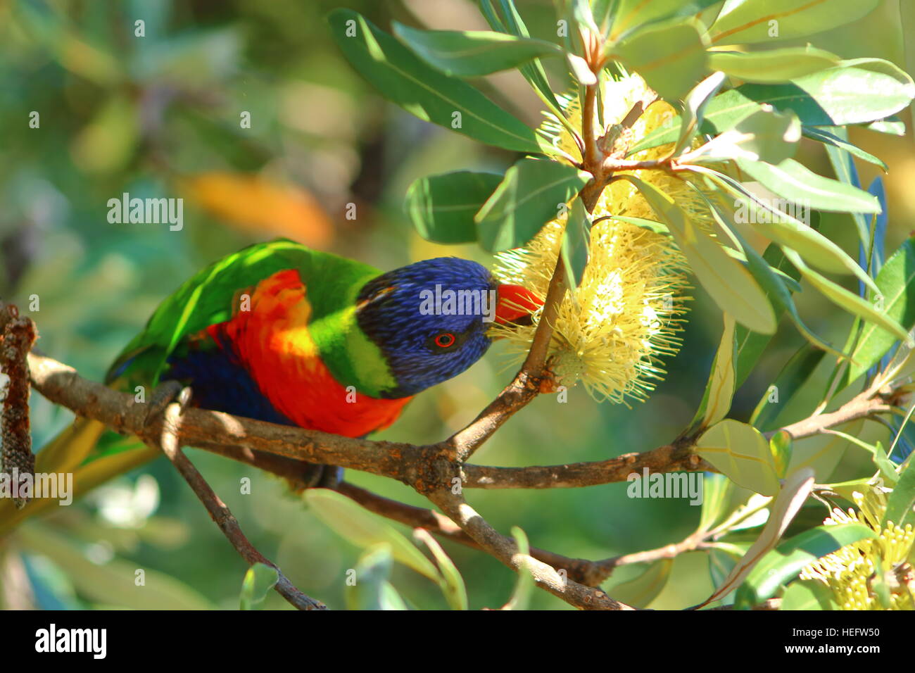 Regenbogen-Sittich schlürfen Nektar nördlich von Sydney Australia Stockfoto