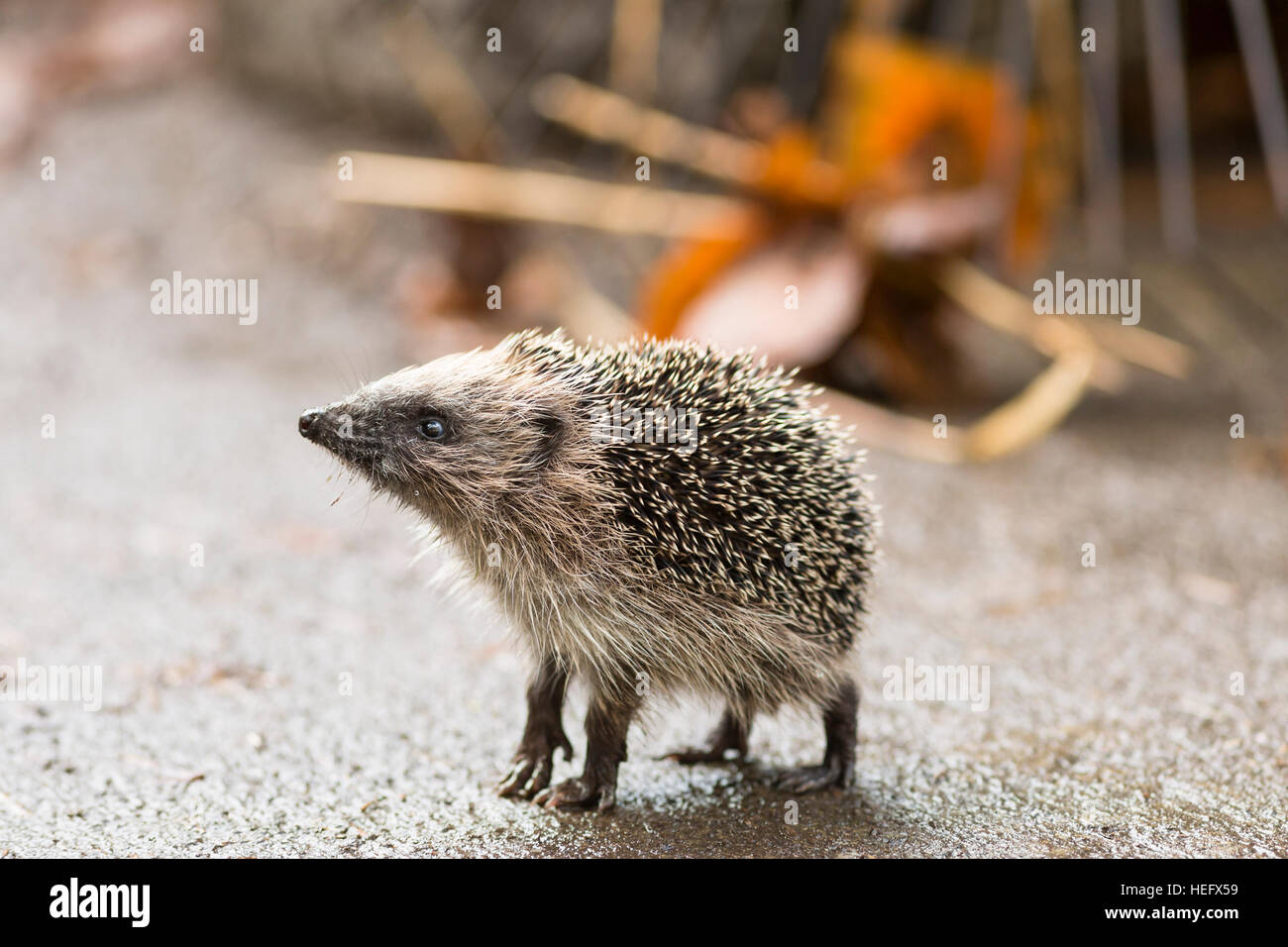 juveniler Igel auf Zehenspitzen stehend Stockfoto