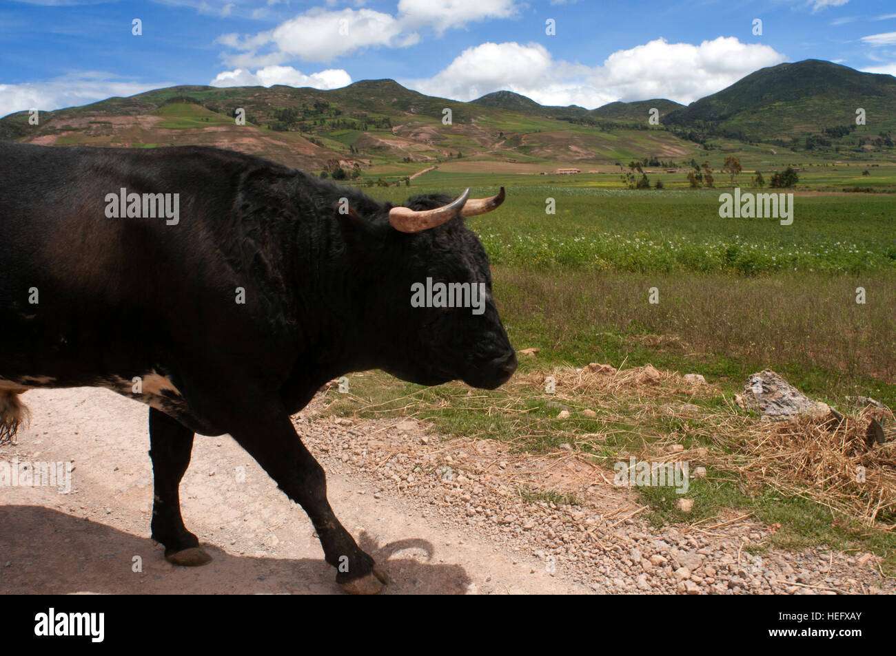 Ein Stier in der archäologischen Stätte von Moray im Heiligen Tal in der Nähe von Cuzco. Moray - ist, dass der Name von den Inka Ruinen in der Nähe der Stadt Maras, Peru, dass s Stockfoto