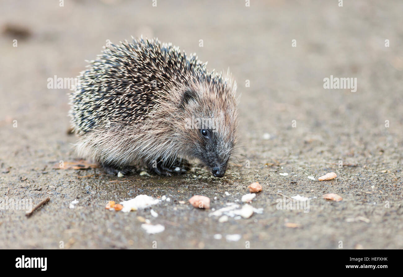 juveniler Igel Essen Vogelfutter Stockfoto