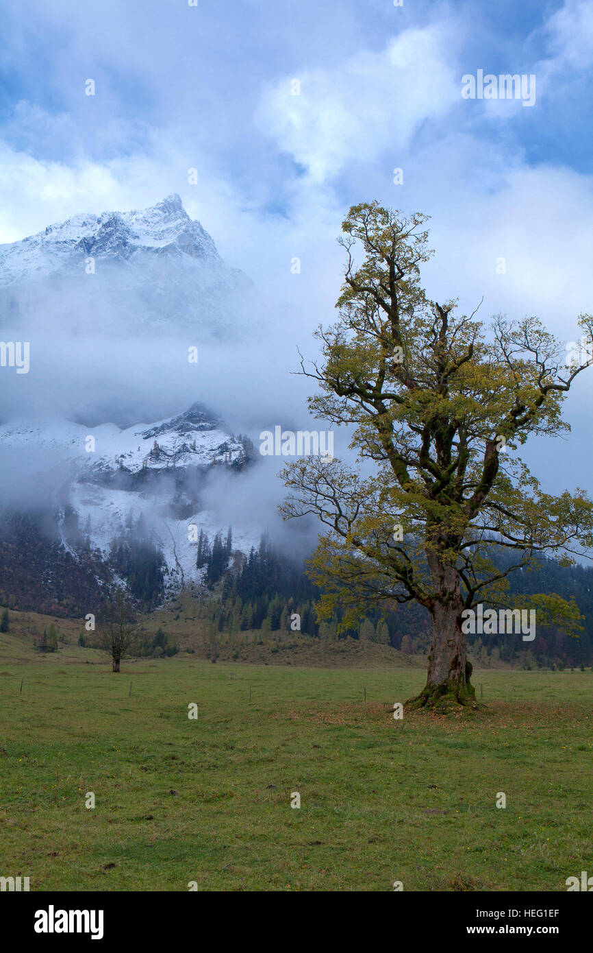 Österreich, Tirol, Karwendel, GroÃŸer Ahornboden (Ahorn Boden), Nebel-Atmosphäre mit Spitzkarspitze (Bergspitze) Stockfoto