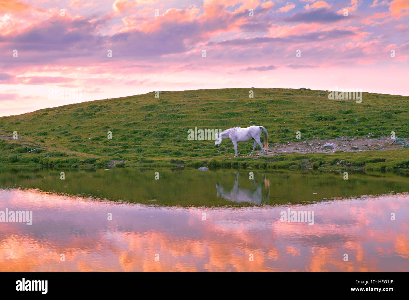 Österreich, Tirol, Kühtai (Dorf), Pferd auf der Feldringalm (Alp) Stockfoto