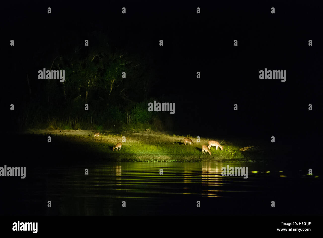 Sundarbans Nationalpark: Axishirsch (Axis Axis) an einem Fluss-Arm, beleuchtet von den Scheinwerfern eines Kreuzfahrtschiffes, Bangladesch Stockfoto