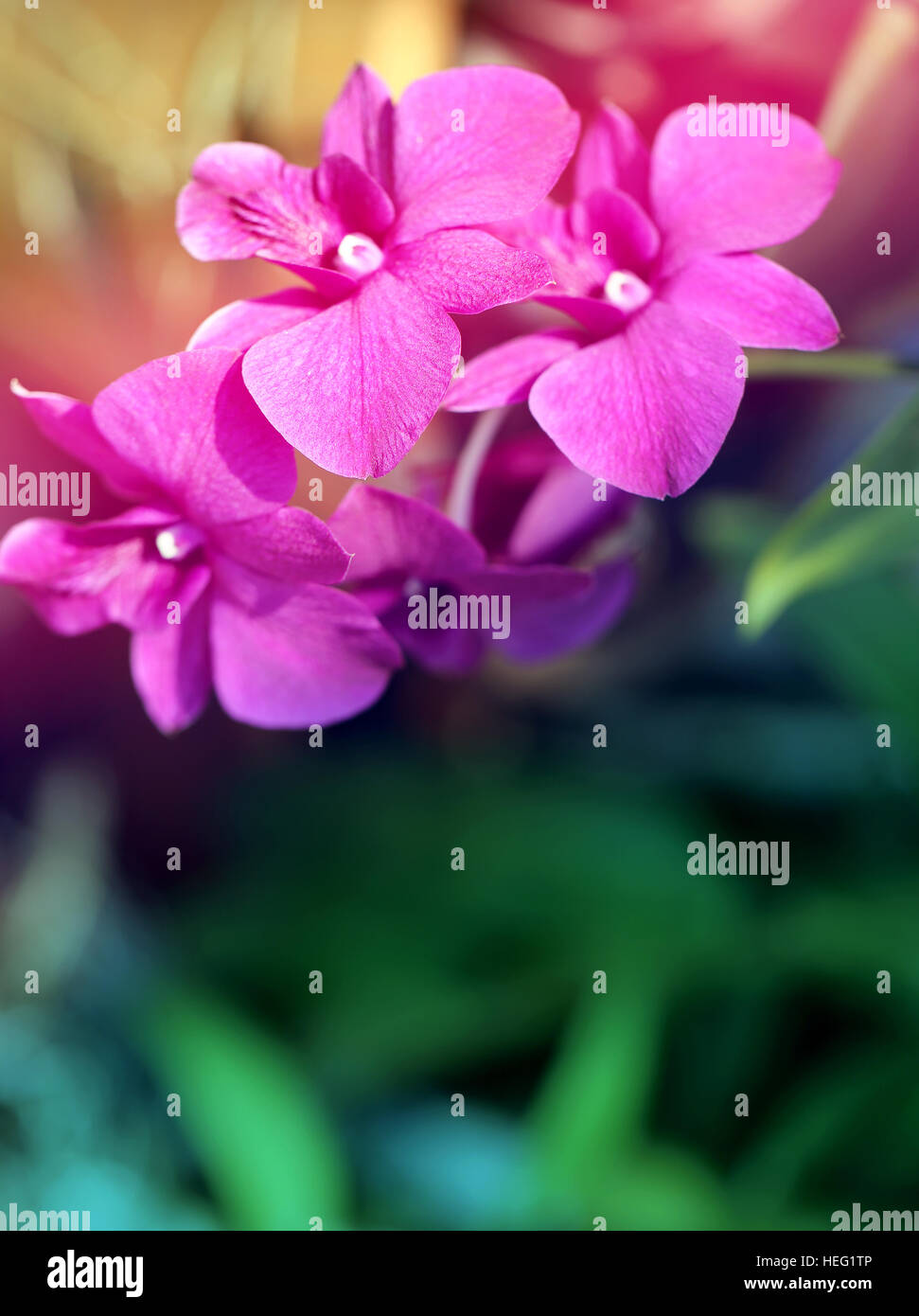 Orchideen Silhouette -Fotos Und -Bildmaterial In Hoher Auflsung Alamy