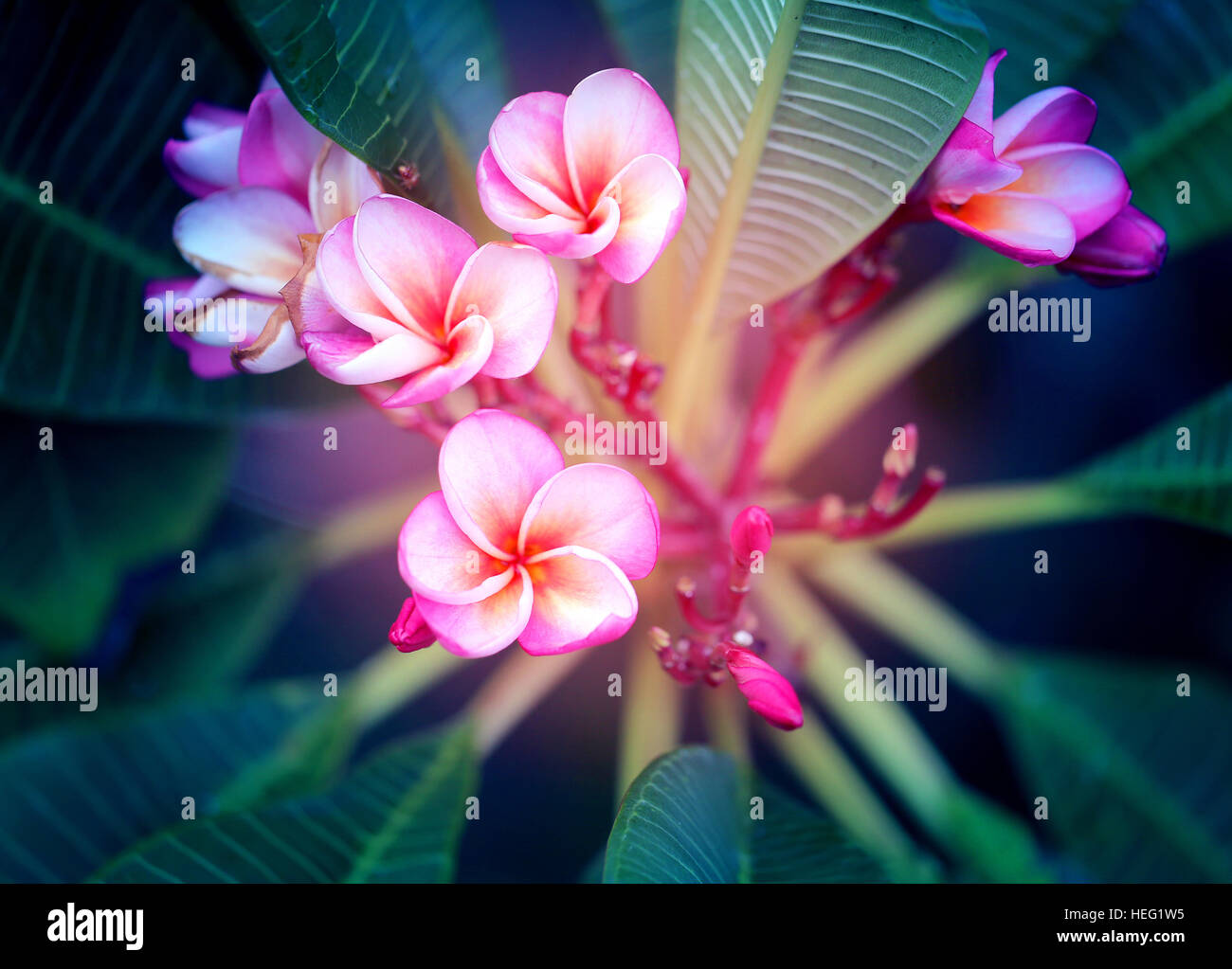 Foto-Makro Frangipani schönen sonnigen Tag Stockfoto