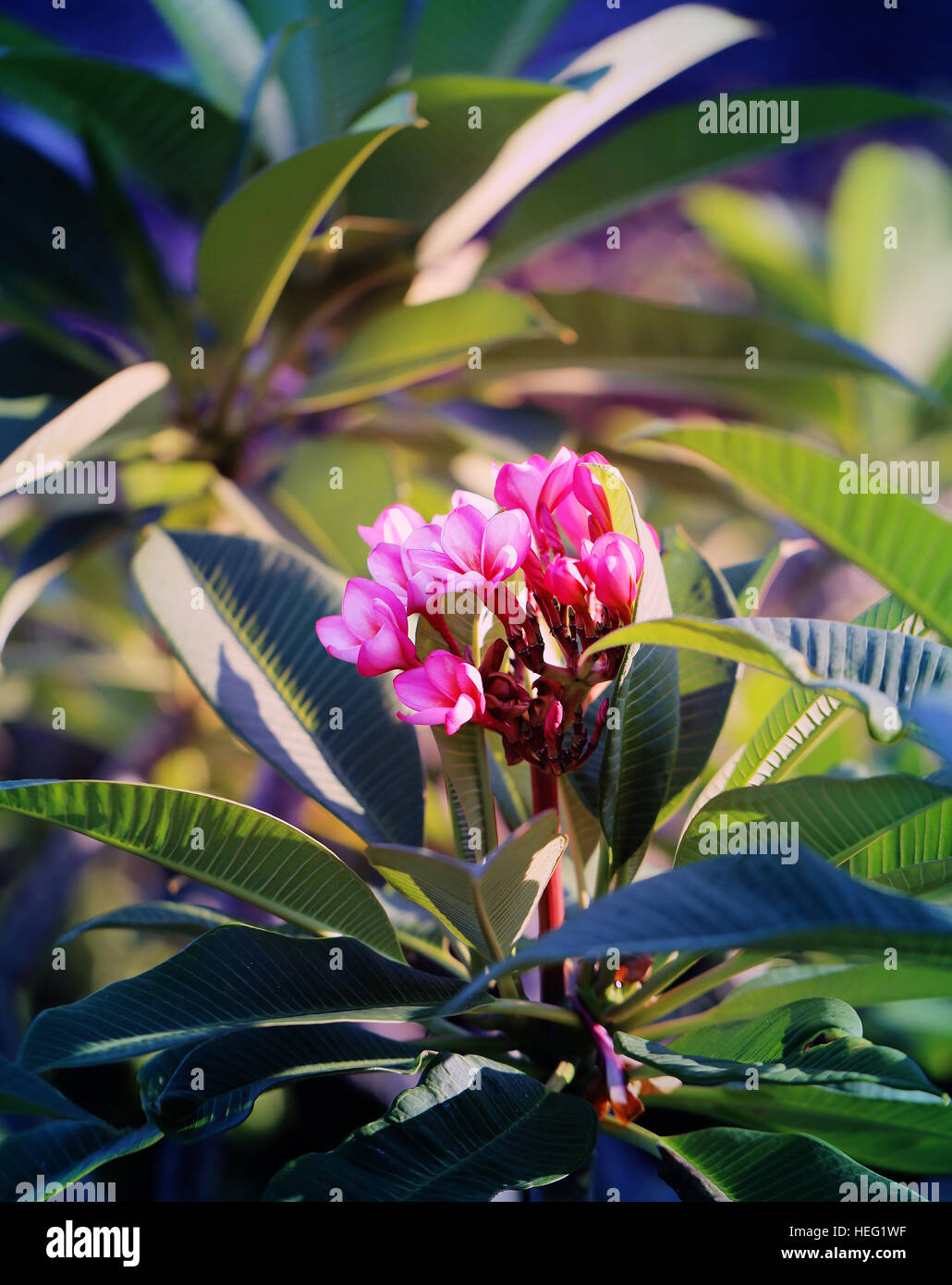 Foto-Makro Frangipani schönen sonnigen Tag Stockfoto