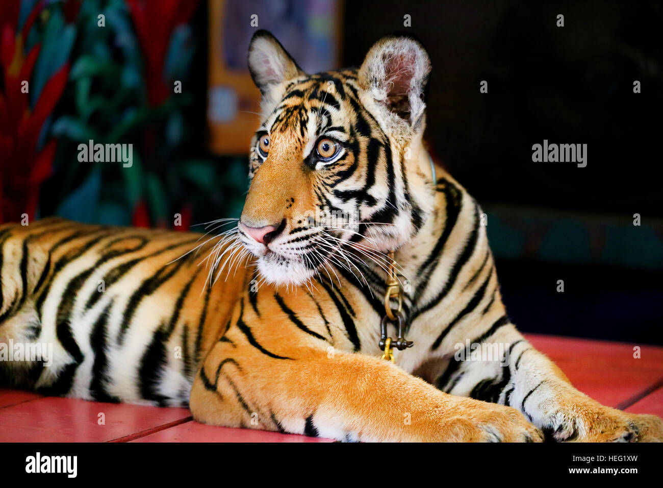 Foto Portrait der lustige kleine Tiger cub Stockfoto