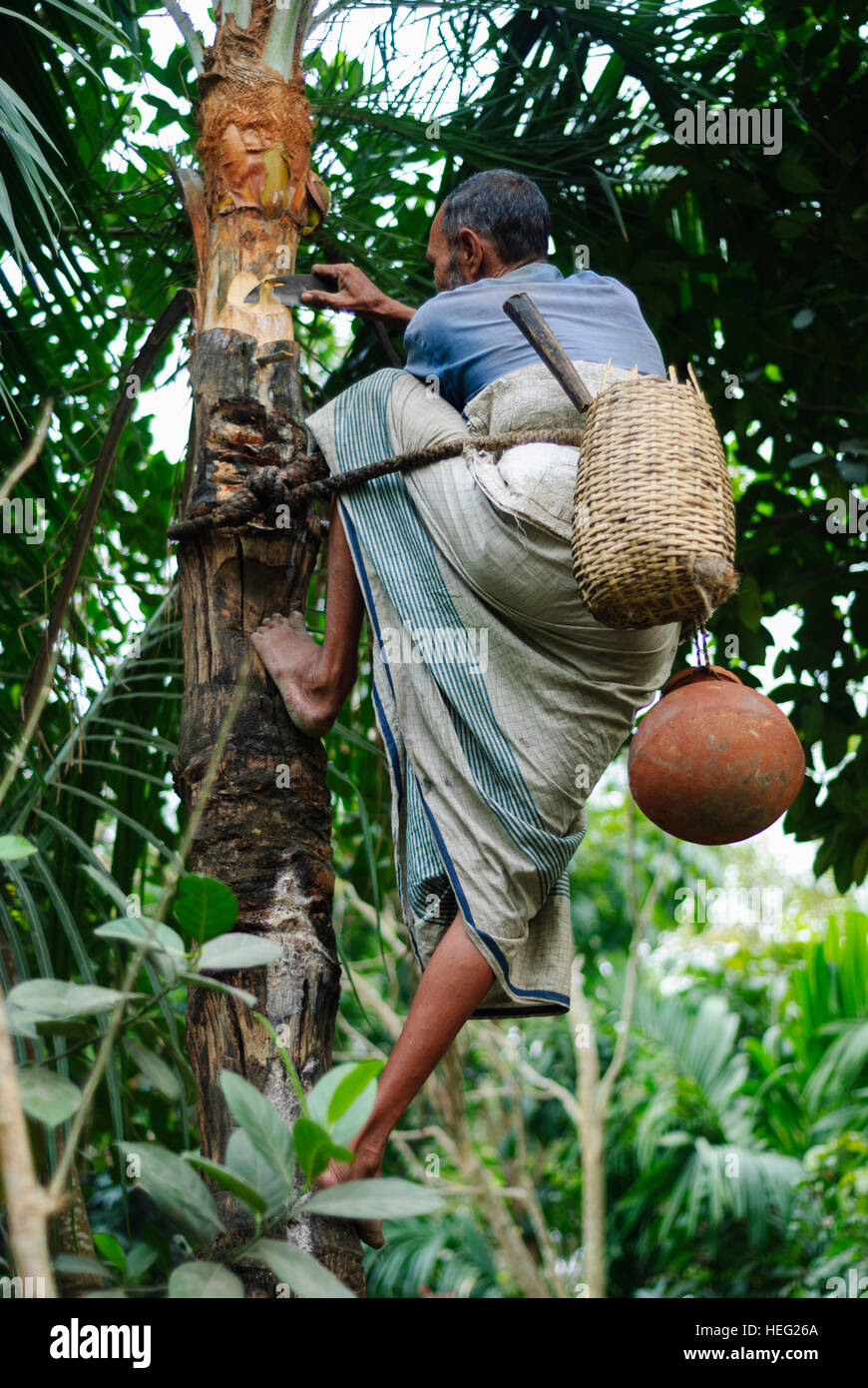 Gobra: Man schreibt eine Kokospalme mit einem Messer auf Palm Saft (Toddy), Division Khulna, Bangladesh Stockfoto