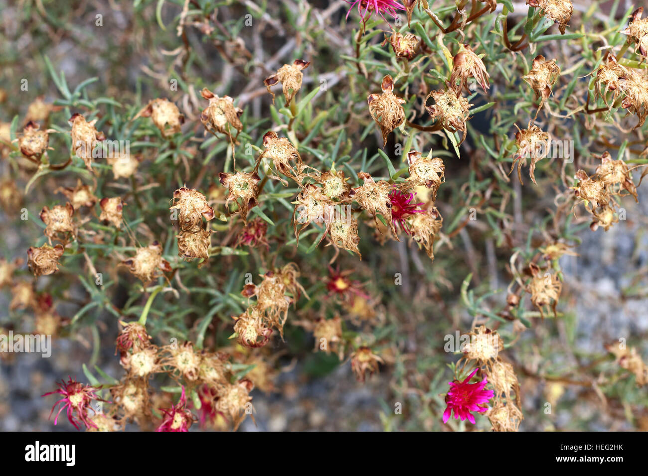 Rosa Schwein Gesicht Blumen oder Mesembryanthemum, Eis Pflanze blüht, Livingstone Gänseblümchen Blumen trocknen Stockfoto