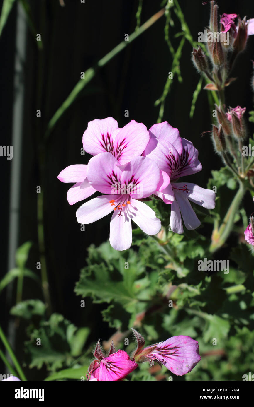 Nahaufnahme von Pelargonium Citrosum oder bekannt als Mosquito Repellant Pflanze oder Citronella Pflanze Stockfoto