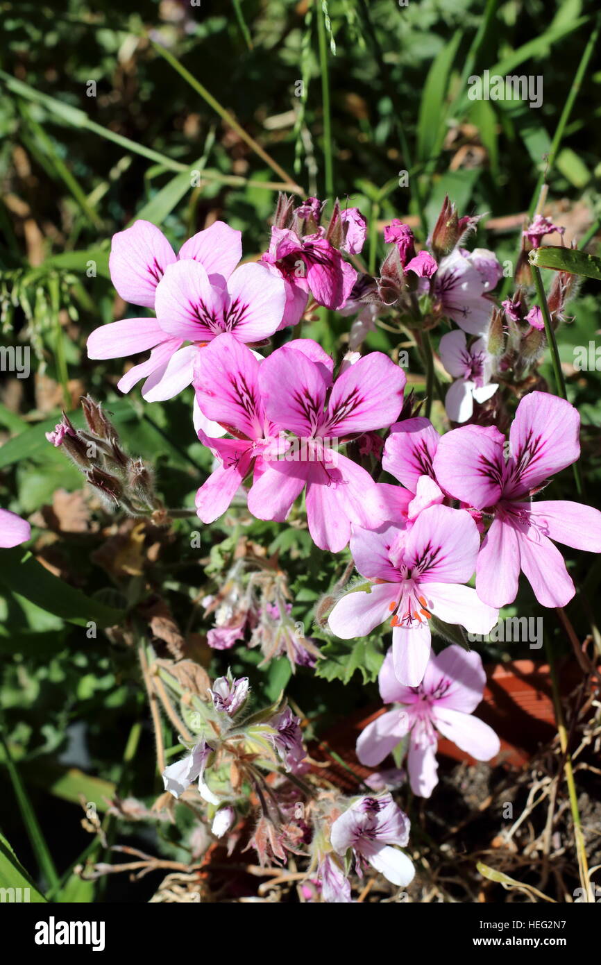 Nahaufnahme von Pelargonium Citrosum oder bekannt als Mosquito Repellant Pflanze oder Citronella Pflanze Stockfoto