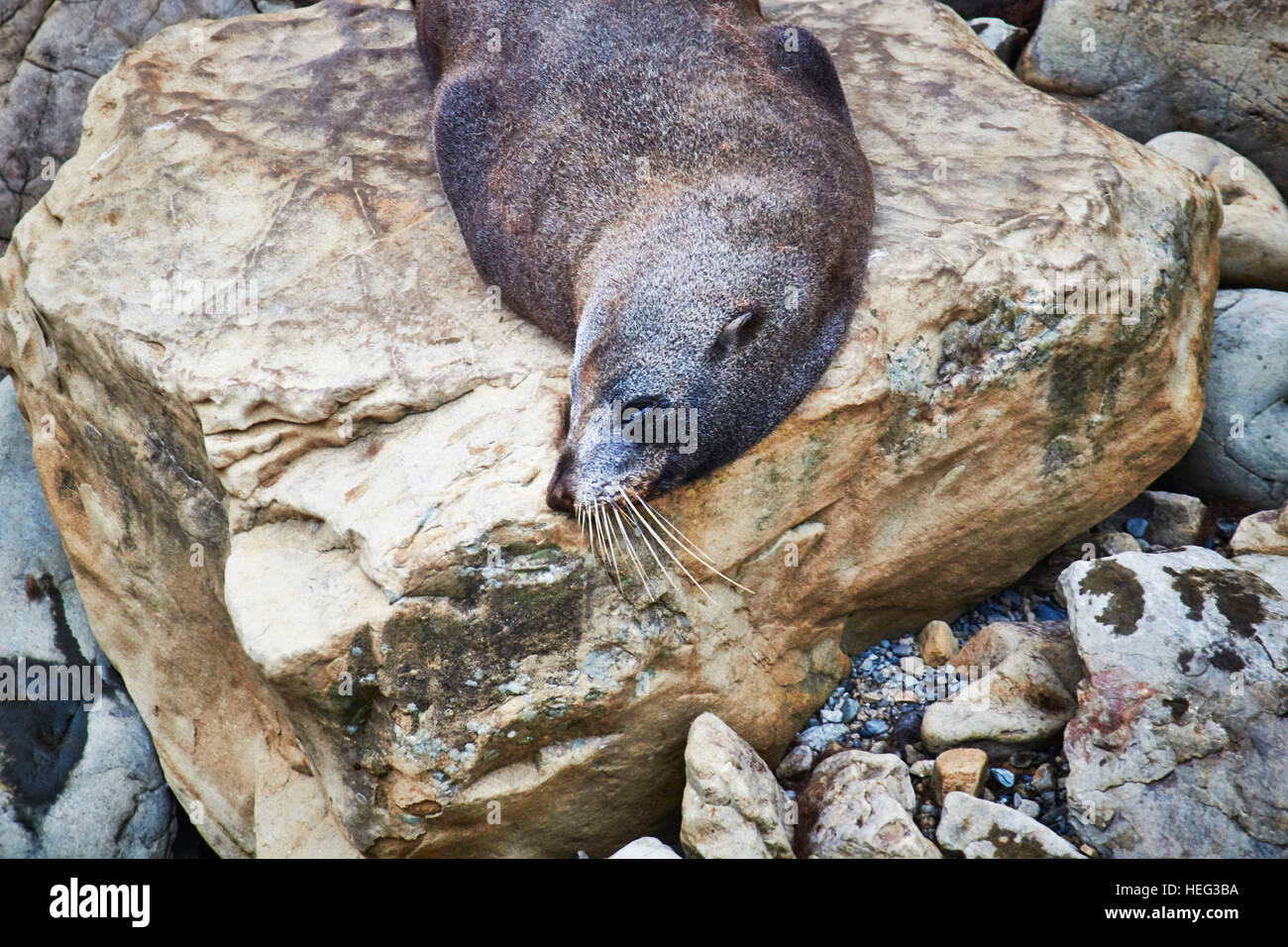 Neuseeland, Südinsel, Einheimischer Seebär Liegt Auf Steinen Und schläft Stockfoto