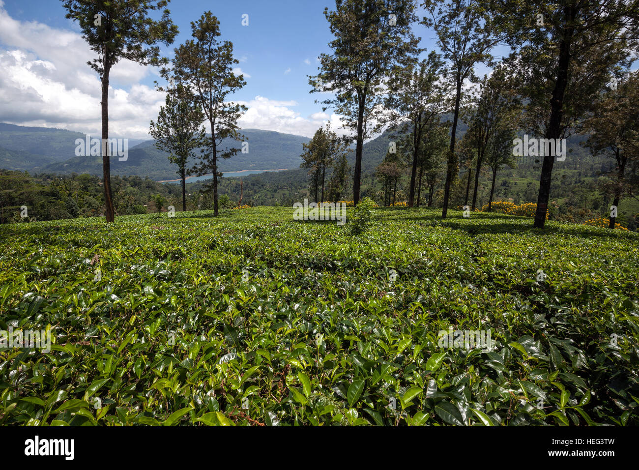Teepflanzen (Camellia Sinensis), Hochland Anbau Glenloch Teefabrik, Thawalanthenna, Central Province, Sri Lanka Stockfoto