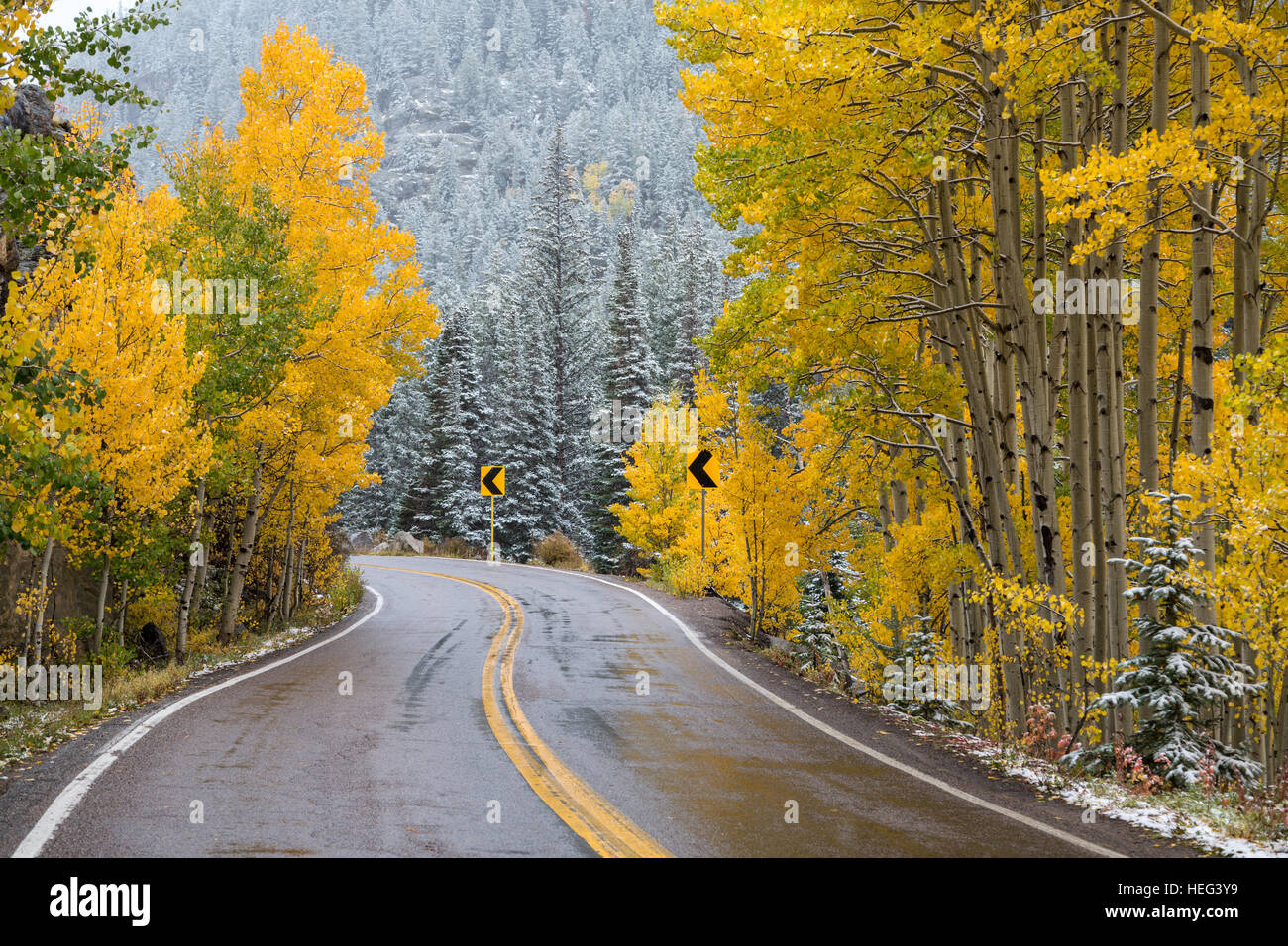 Straße im verschneiten Wald, Herbstlaub, Rocky Mountains, Colorado, USA Stockfoto