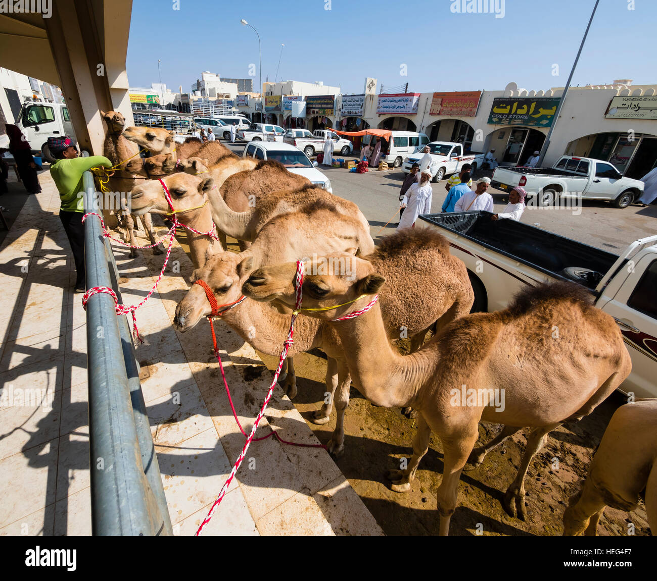 Arabischen Kamele sind Dromedare (Camelus Dromedarius) gebunden, Geländer, Vieh und Kamelmarkt, Sinaw, Oman Stockfoto