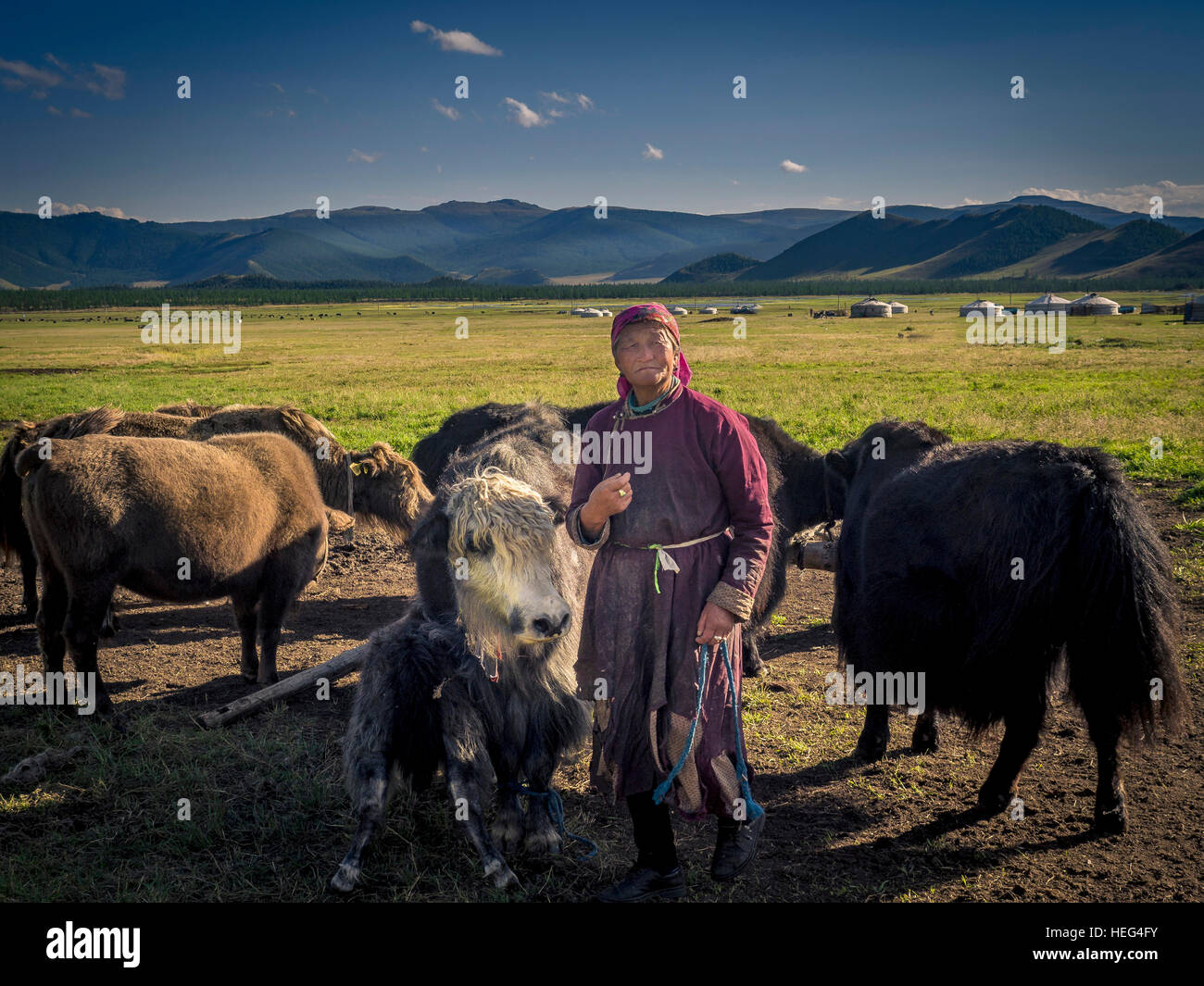 Nomad mit Yak (Bos Mutus), Mongolei Stockfoto
