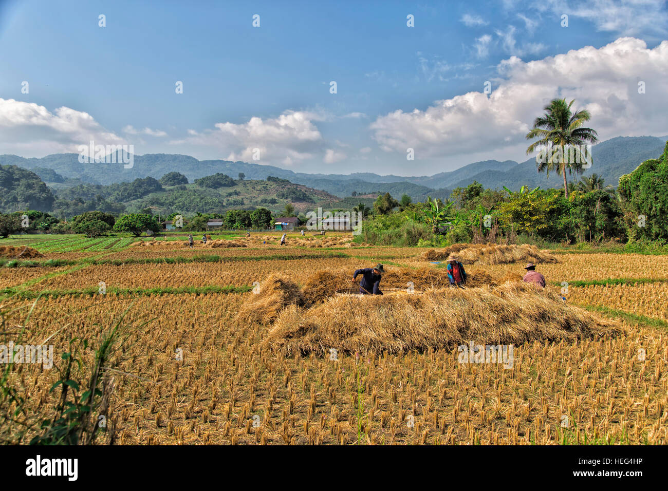 Reis-Ernte, Abgeerntetes Reisfeld Reisfelder, Provinz Chiang Rai, Thailand Stockfoto