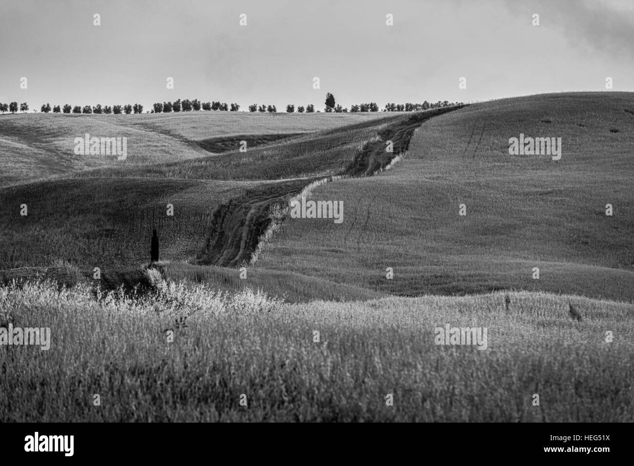 Typische Landschaft im Val d ' Orcia, Landschaft, Toskana, Italien, Zypressen, Felder, Korn Stockfoto