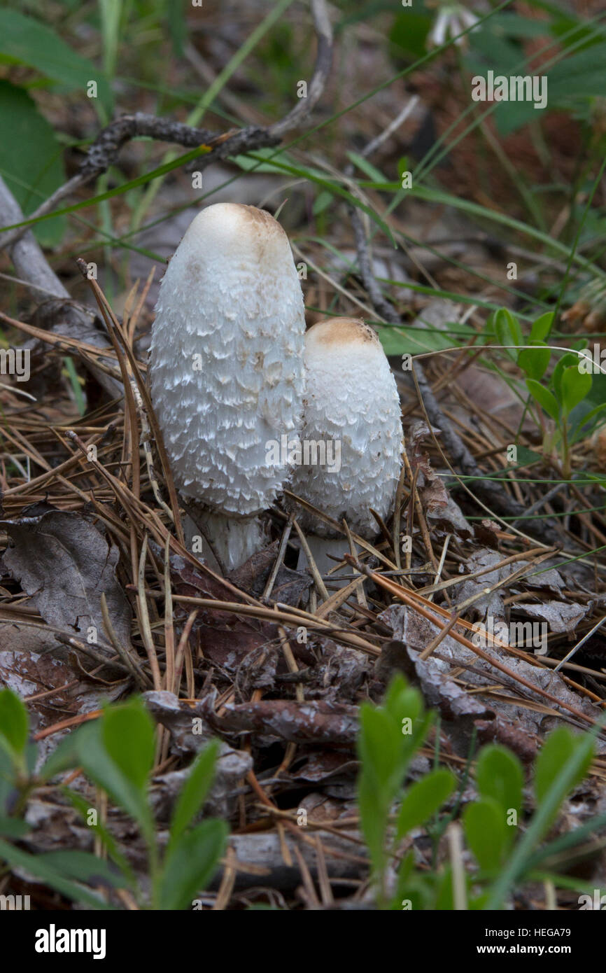 Zwei große, Shaggy Mane Pilze, die wild auf dem Waldboden wachsen Stockfoto