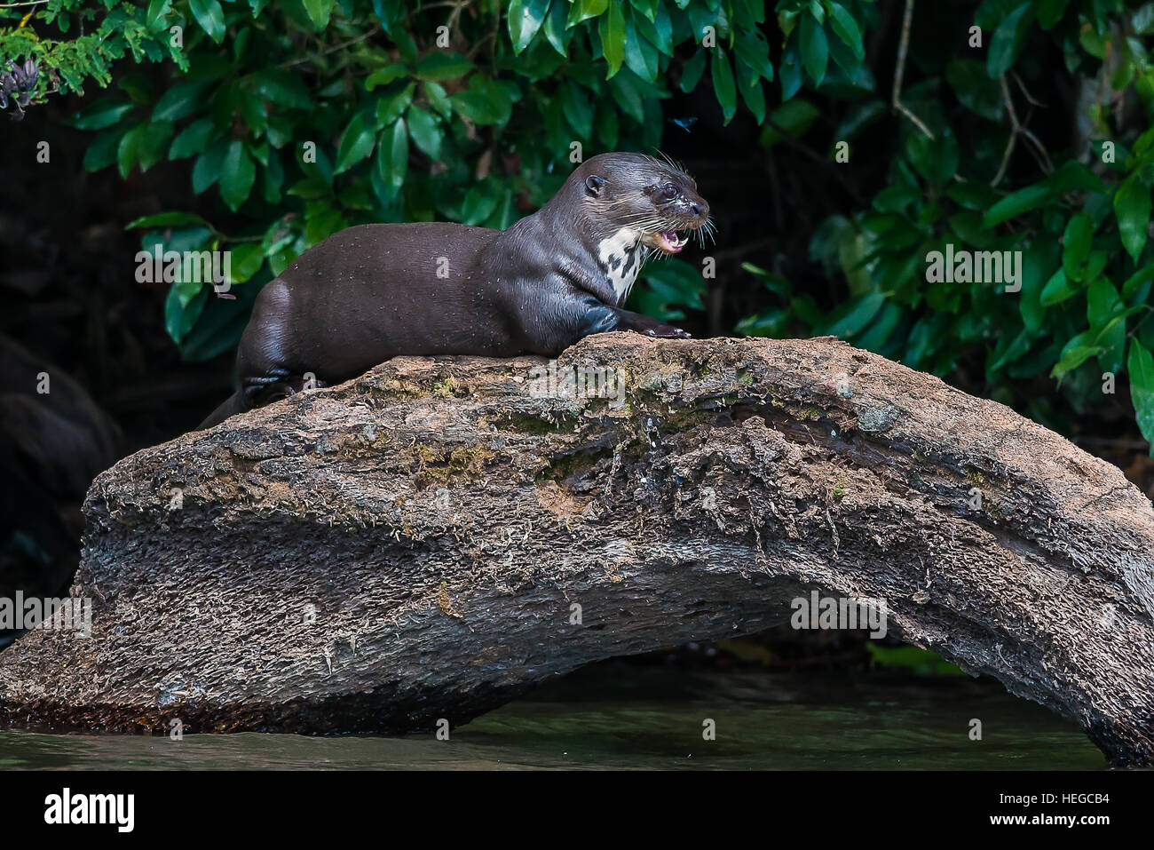 Vivid Arts Stehender Otter Figur – Größe B, Aus Harz, Für Garten & Terrasse