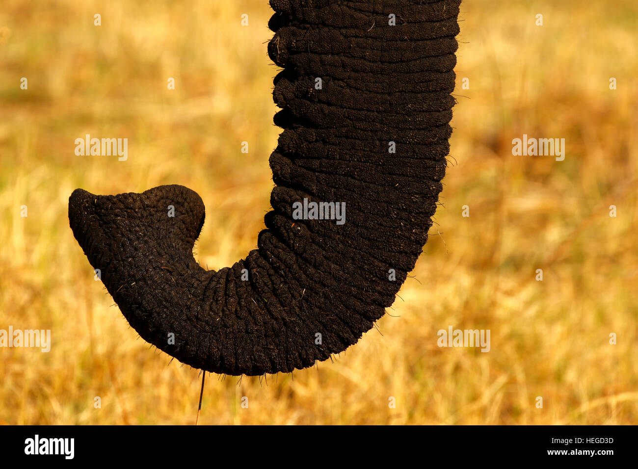 Wild African Elephant Trunk hautnah auf den riesigen offenen Grasebenen Afrikas Stockfoto