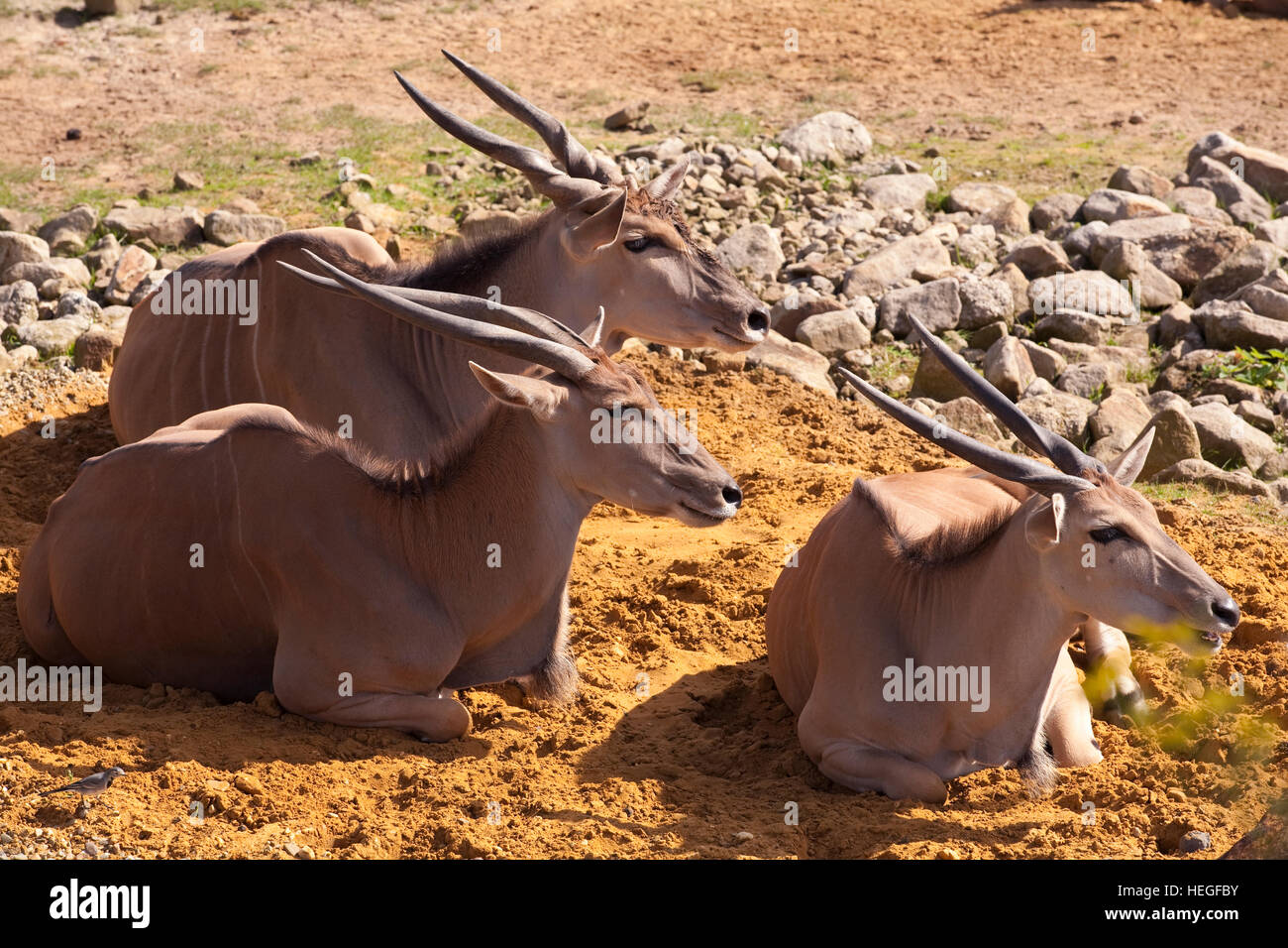 Deutschland, Gelsenkirchen, Zoo, Elands (lat. Tauro Oryx) in der Savanne. Stockfoto