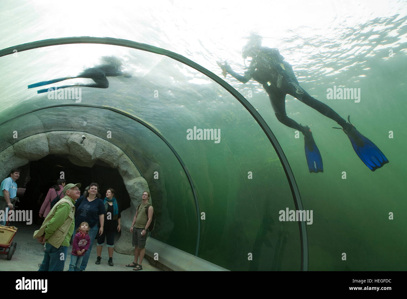 DEU, Deutschland, Ruhrgebiet, Gelsenkirchen, Zoo, Unterwasser-Tunnel in der Dichtung-Becken, Froschmann reinigt das Glas. Stockfoto