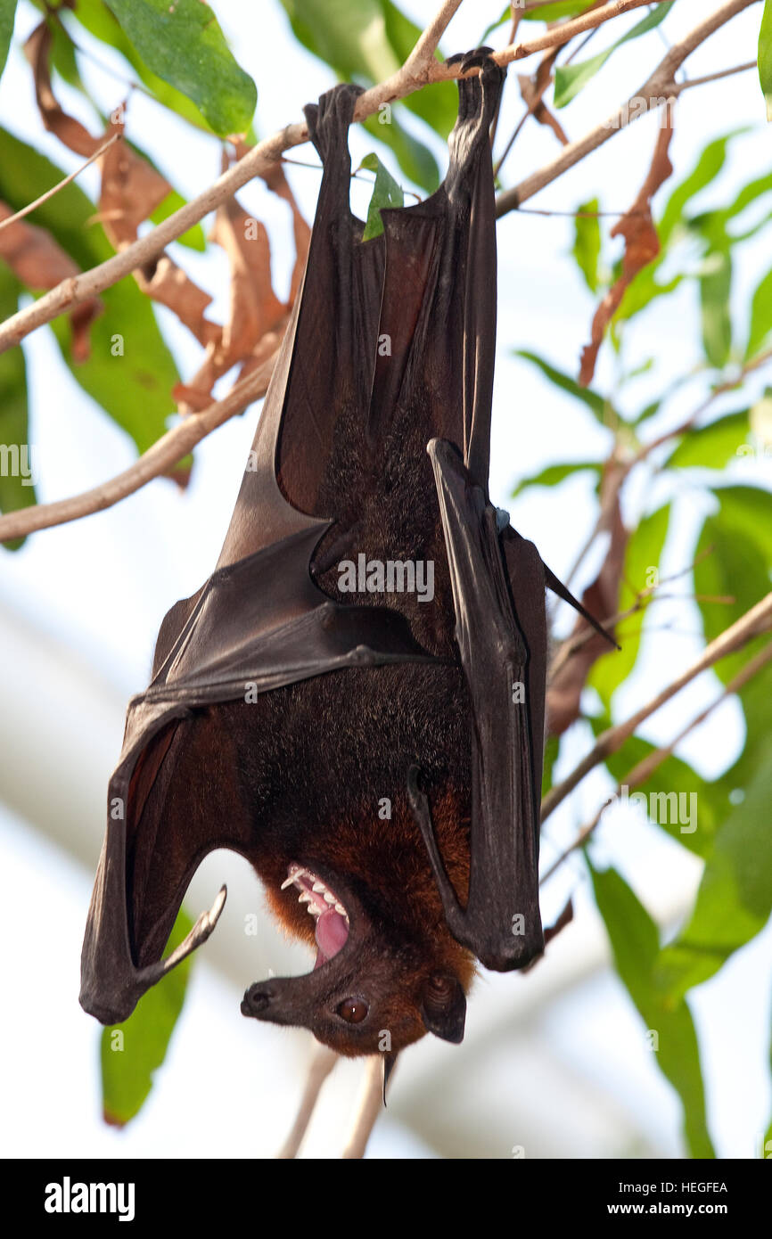 Deutschland, Ruhrgebiet, Gelsenkirchen, Zoo Zoom Erlebniswelt, malaysische Flughund Kalong. Stockfoto