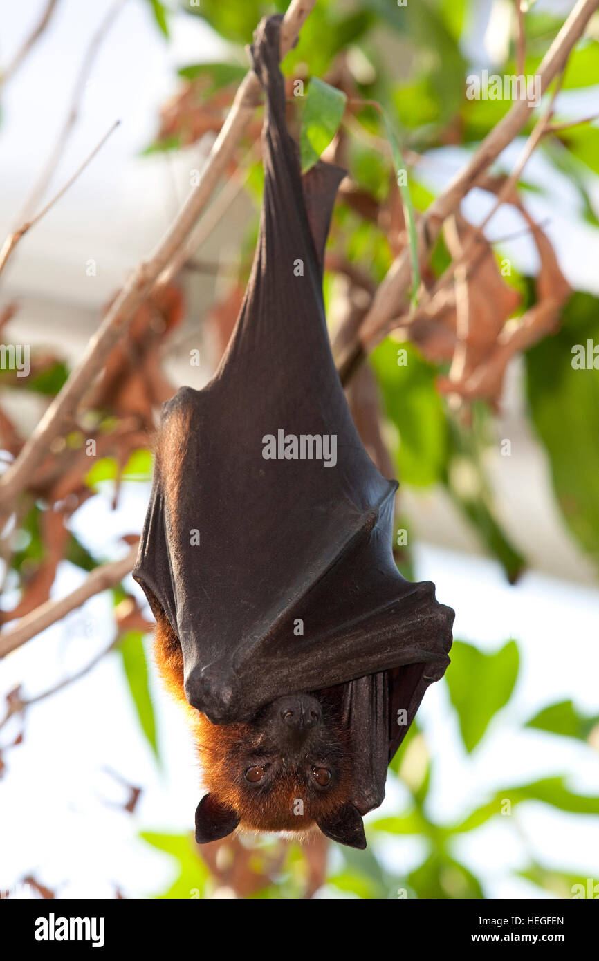 Deutschland, Ruhrgebiet, Gelsenkirchen, Zoo Zoom Erlebniswelt, malaysische Flughund Kalong. Stockfoto