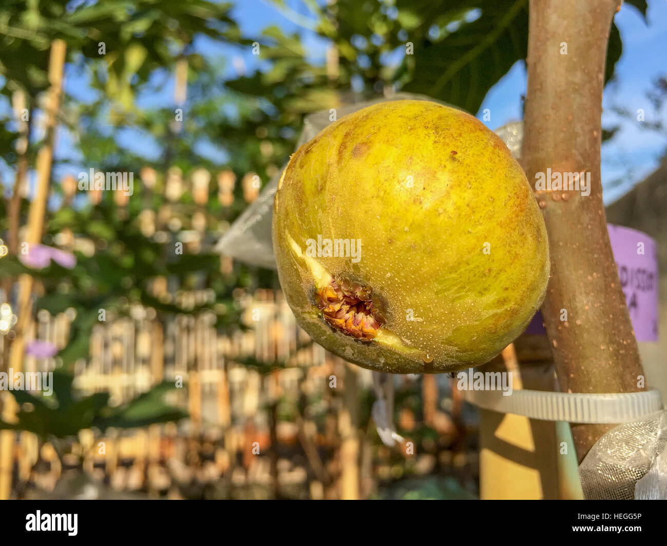 Nahaufnahme und selektiven Fokus Reife Feigen oder Ficus Carica benannt Bordissot Rossa. Stockfoto