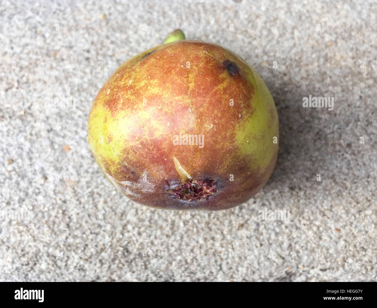 Nahaufnahme und selektiven Fokus Reife Feigen oder Ficus Carica benannt Bordissot Rossa. Stockfoto