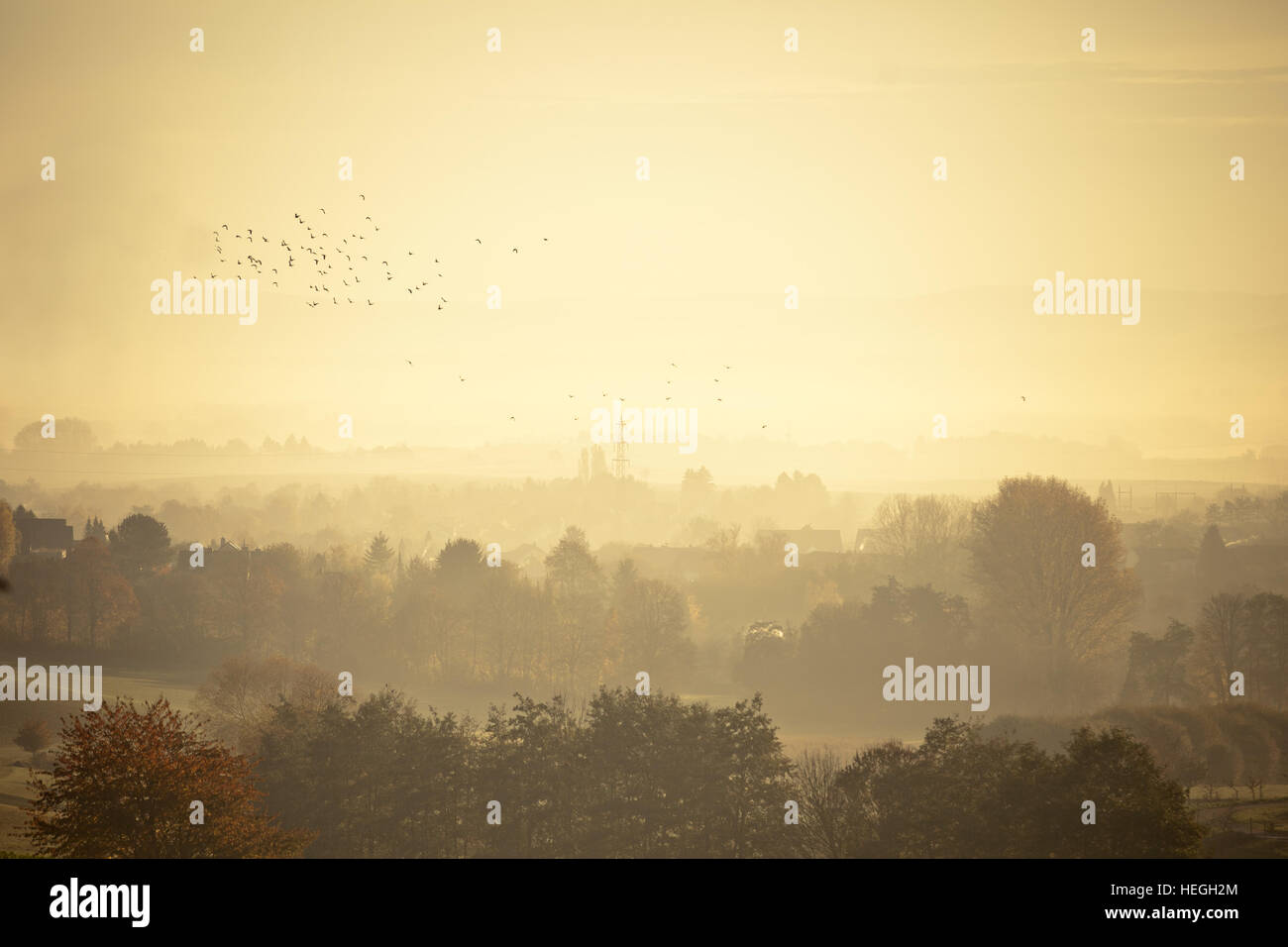 Schwarm Vögel fliegen über eine Landschaft im Sonnenaufgang Stockfoto