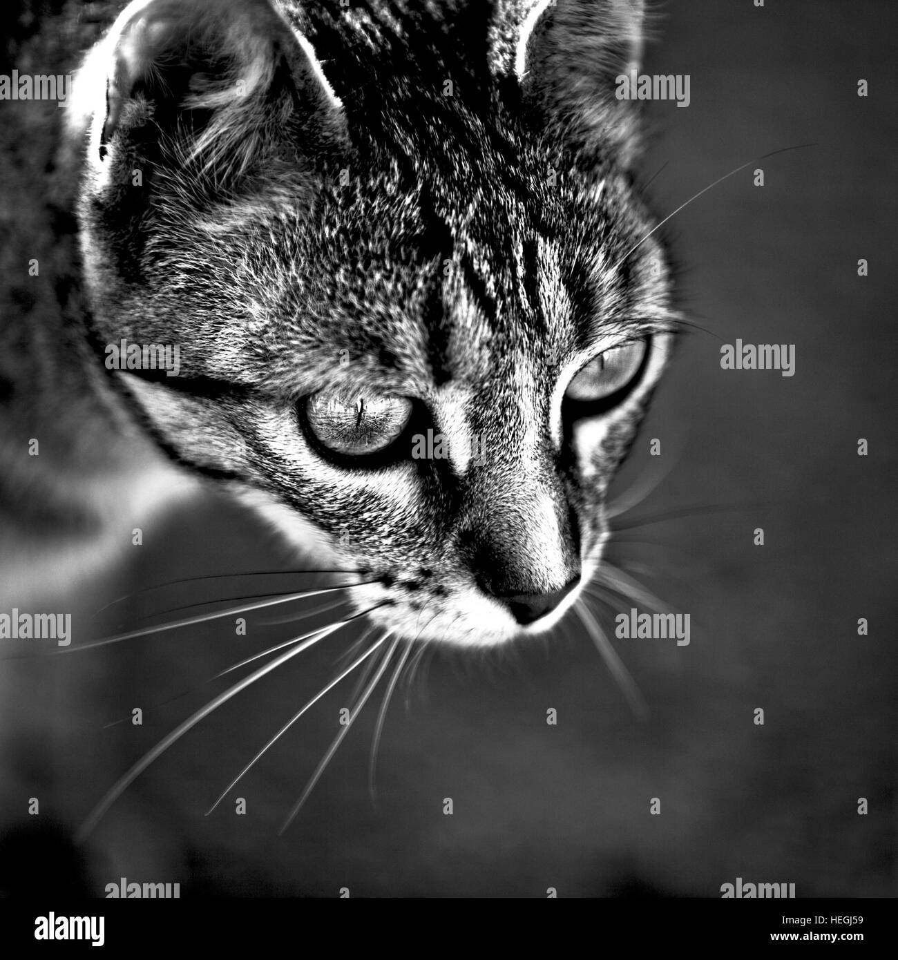 Katze-Profil mit großen Augen in schwarz / weiß Stockfoto