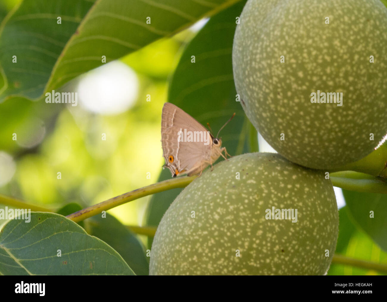 Lila Zipfelfalter Schmetterling (Favonius Quercus) thront in einem Walnussbaum in Griechenland, Europa Stockfoto
