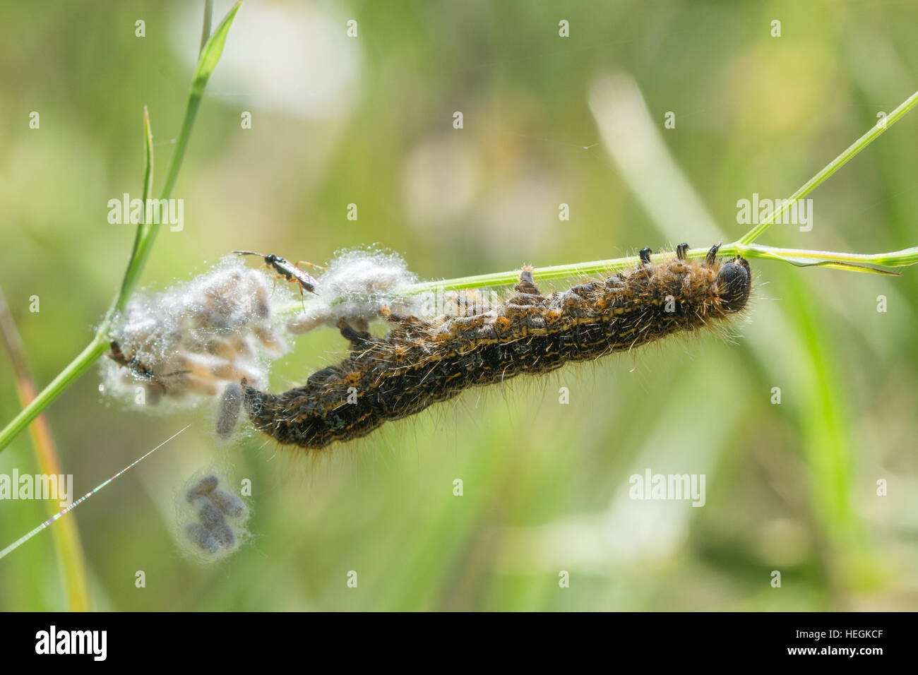 Close-up parasitierte Raupe in Griechenland, Europa Stockfoto